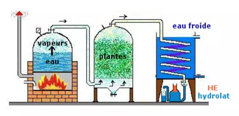 Hydrolat Hélichryse italienne